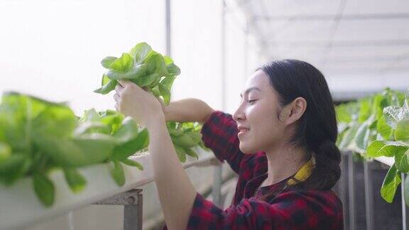 年轻的亚洲女工检查蔬菜水培的质量水培农场有机新鲜收获蔬菜概念