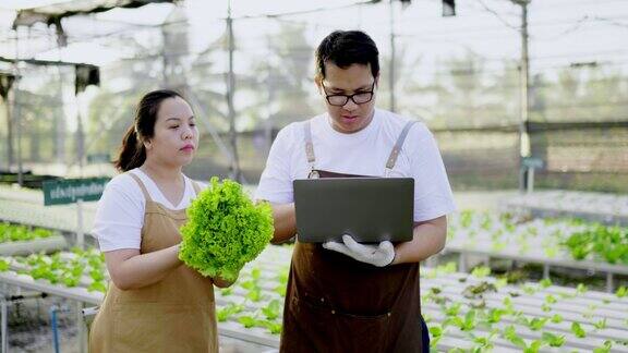 亚洲农民夫妇检查有机水培蔬菜种植农场