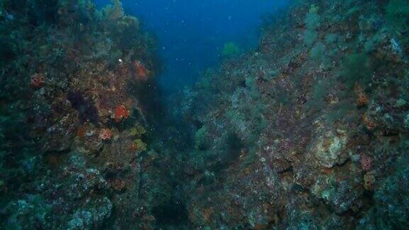 五彩缤纷的海扇珊瑚在海底尖顶
