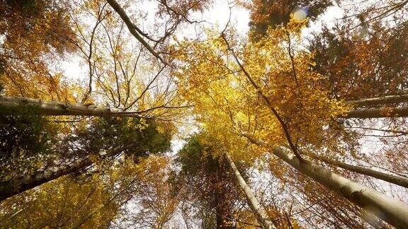 秋天阳光下的森林