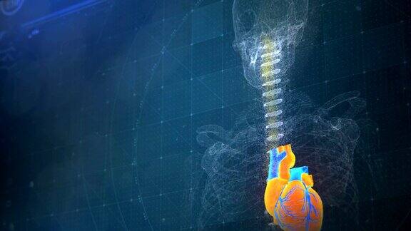 屏幕上的人体骨骼和心脏模型冠心病预测