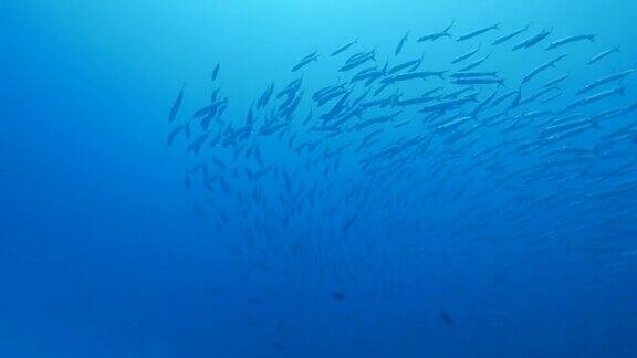 海面下的黑鳍梭鱼群