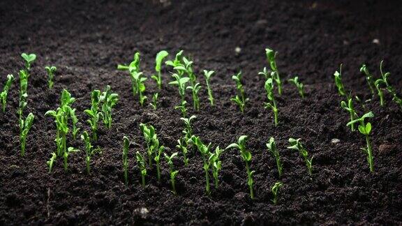 植物生长由种子在春季延时发芽发芽新生的豌豆在温室农业中种植