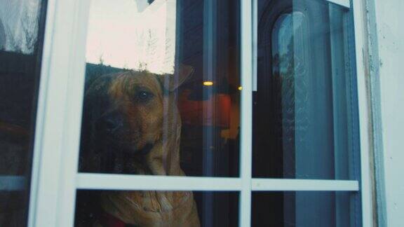悲伤的狗在窗口比特斗牛沙皮狗