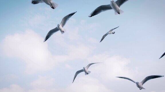 海鸥在空中抓着一片片面包慢镜头