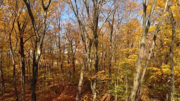 无人机在穿过树冠之前在森林中通过秋天的颜色飞行