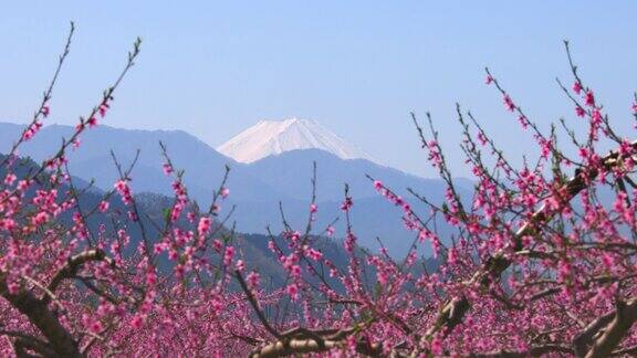 山梨县福福市富士山桃花盛开