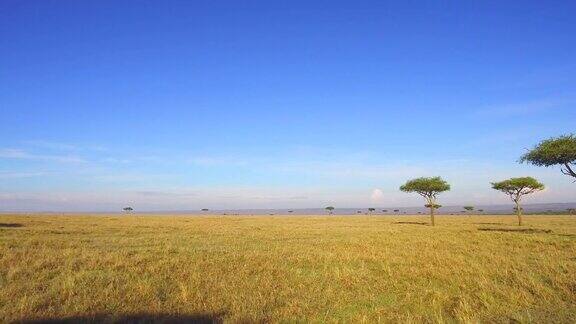 非洲热带草原上的金合欢树