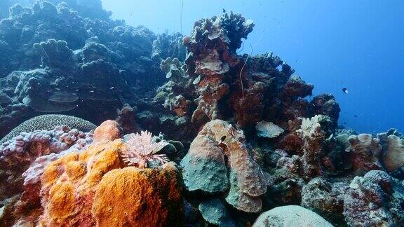 珊瑚礁海景在加勒比海附近的库拉索岛与灰尘虫珊瑚和海绵