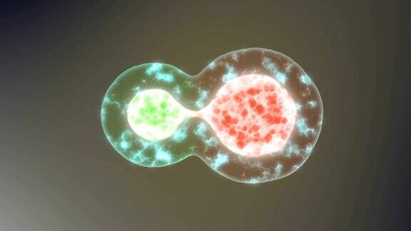 细胞在显微镜下的细胞分裂动画