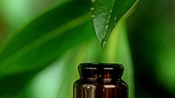 一滴水滴在一片绿叶上滴进一个小瓶子里