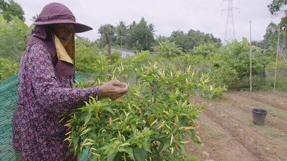亚洲资深女农民在有机田园收获辛辣原料新鲜红辣椒-有机家庭园艺概念