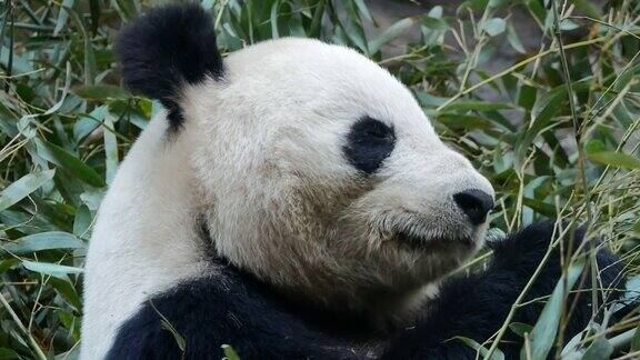 大熊猫在吃竹叶