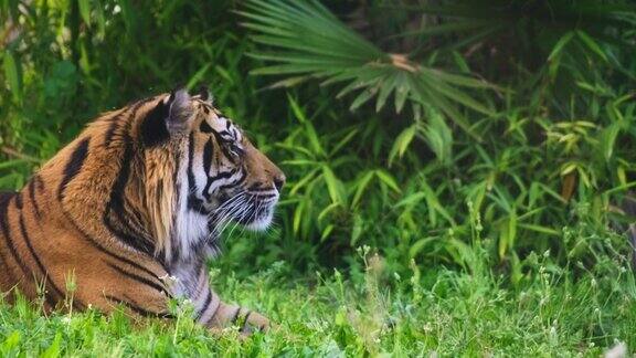 老虎在森林的草地上休息