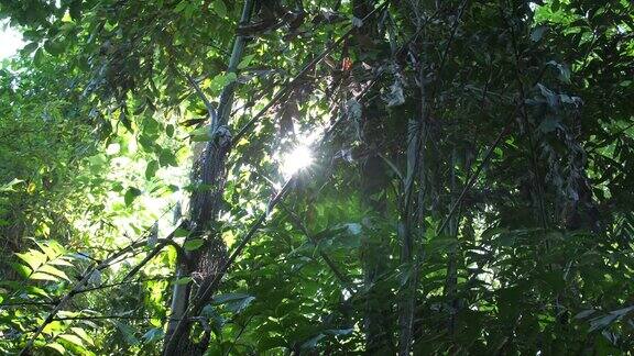 阳光透过热带树木的绿叶在早晨