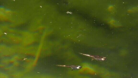 蝌蚪在湖里游泳和潜水
