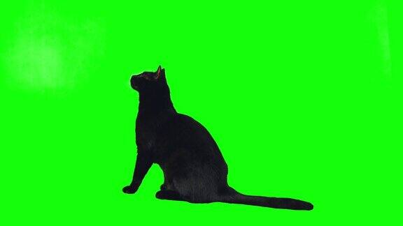 可爱的黑猫在chroma键绿色屏幕上