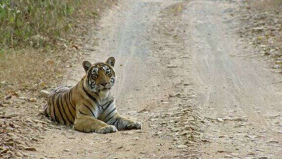 老虎坐在森林路上打哈欠