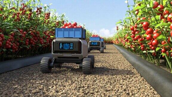农业机器人在智能农场工作AGV机器人在番茄工厂运输西红柿智能农业的耕作理念