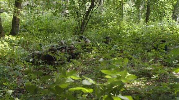 身着迷彩服、手持步枪的士兵在丛林中爬行