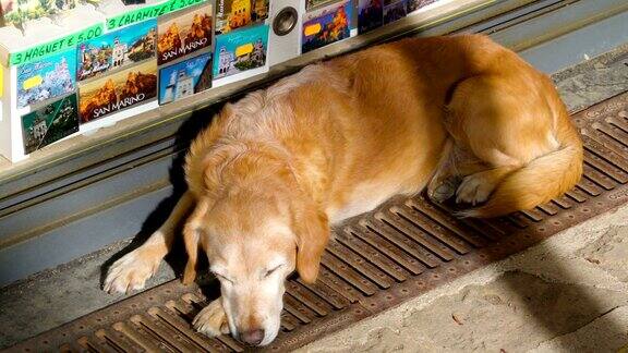 一只睡在人行道上的狗