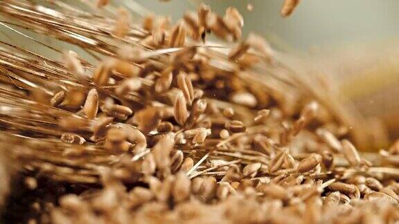 谷粒落在麦穗上
