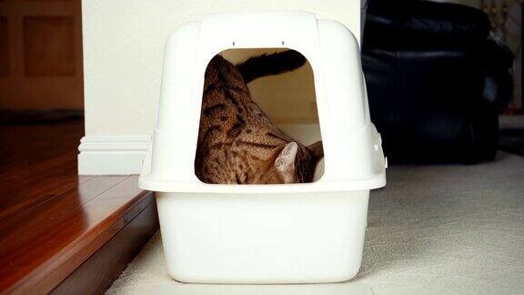 4K猫使用猫砂盒