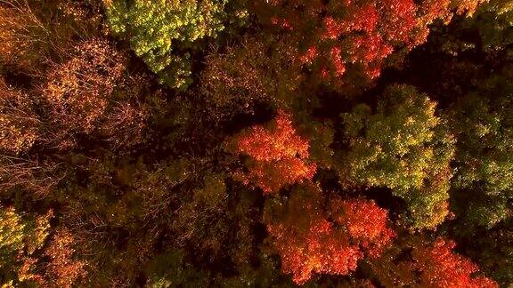 俯瞰令人惊叹的美丽秋色森林树木无人机鸟瞰