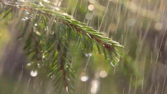 晴天下雨在一棵常青云杉树枝的背景上的雨的特写