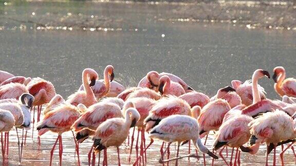 在肯尼亚博戈里亚湖洗澡的火烈鸟