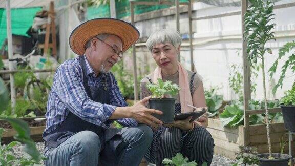 本土生产老年夫妇在后院种植有机蔬菜时互相照顾