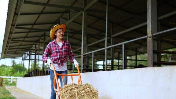 有吸引力的农业牛农民妇女喂牛在牲畜农场