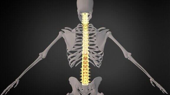 人体骨骼系统的脊柱