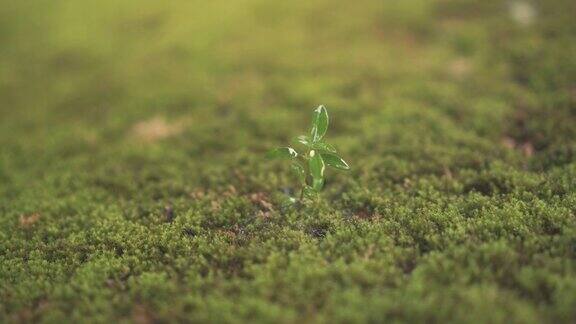 绿色的幼苗在雨后的苔藓地上生长