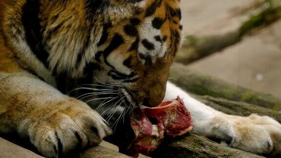 动物园老虎吃肉