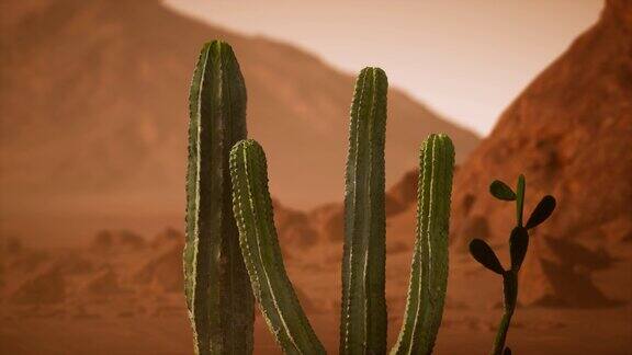 亚利桑那沙漠落日与巨大的仙人掌