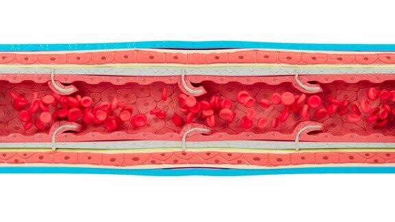 静脉解剖与血液细胞流动
