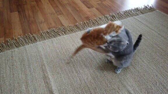 胖猫和小猫在家里一起打架