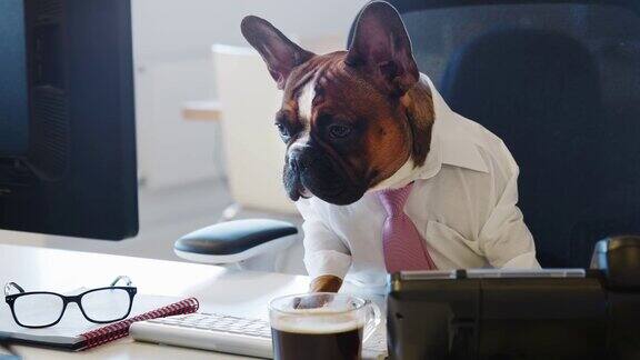 一只法国斗牛犬坐在办公室里看电脑屏幕
