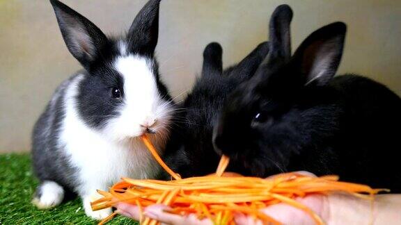 可爱的小兔子1月吃胡萝卜从女士手中