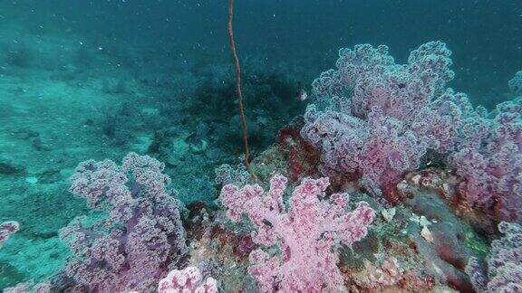 海底粉红色翡翠软珊瑚泰国