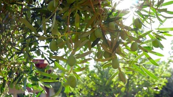 花园里的橄榄树和明亮的阳光