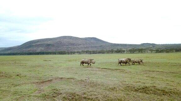 鸟瞰肯尼亚纳库鲁湖国家公园非洲大草原上的野生犀牛