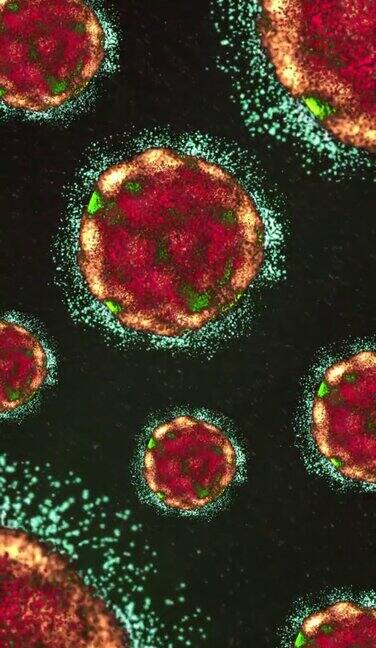 病毒视频火鸡病毒显微镜生物细胞流感病毒