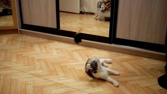 可爱的小猫在家里玩玩具老鼠