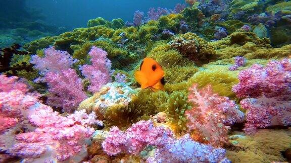 粉红色软珊瑚中的小丑鱼这是泰国塔隆岛热带珊瑚礁上的小丑鱼在粉红色软珊瑚中的特写镜头