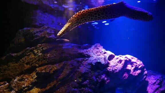 鱼缸海鳗、鱼缸装饰鱼缸里的海鳗