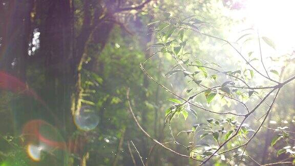 森林与阳光在森林清晨时间的绿色自然慢动作