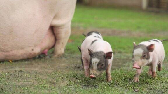 猪妈妈和猪宝宝夏天住在农场里