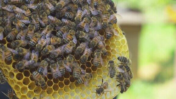 养蜂人看着一个由细胞核构成的巢架一种特殊的蜂巢